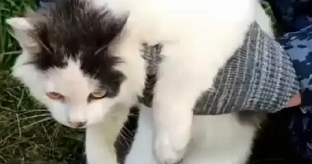 image-cat_pisik