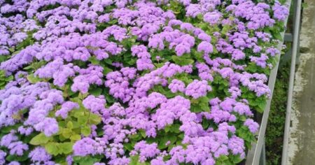 image-img-20260721-wa0031